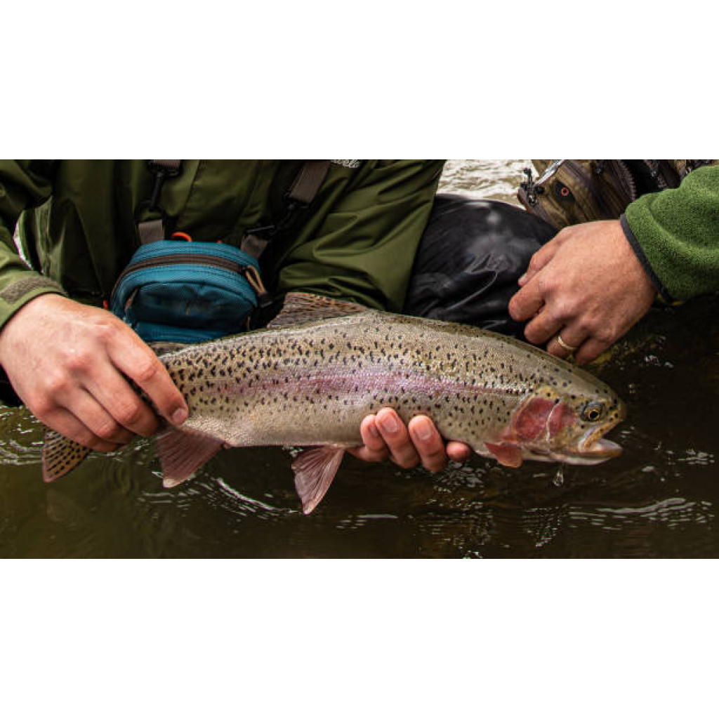 rainbow trout