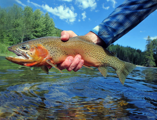 the cutthroat trout