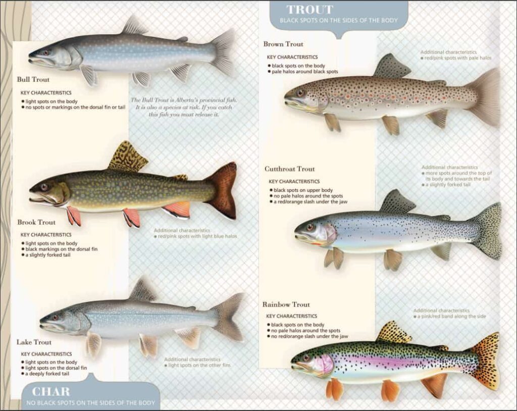 trout identification